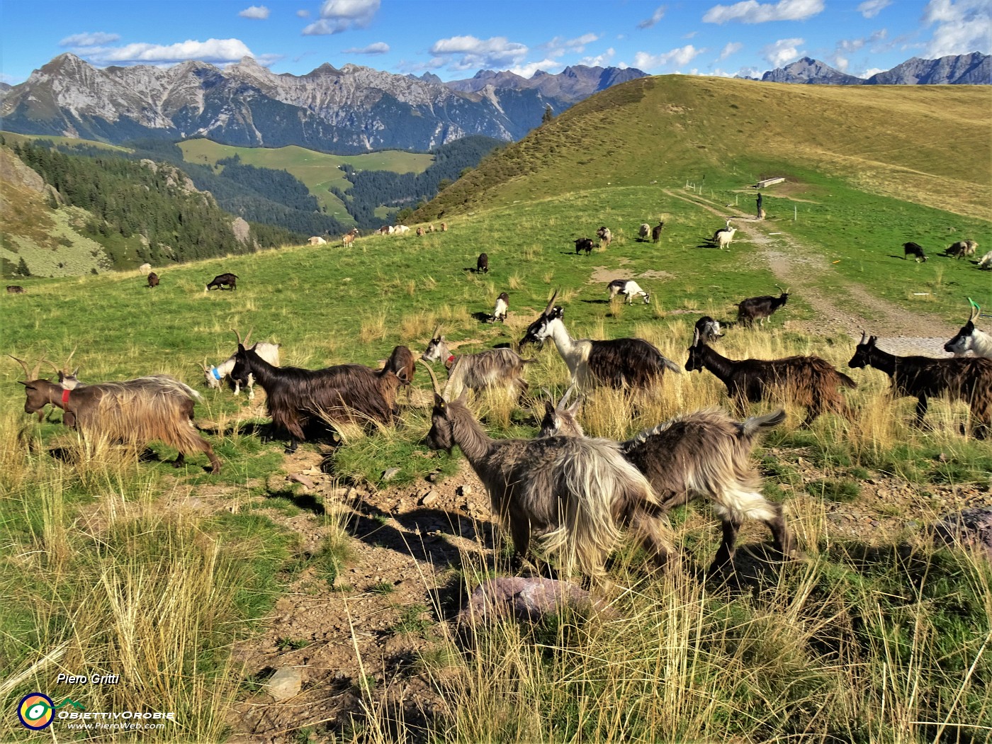 75 Ai Piani dell'Avaro capre orobiche al pascolo .JPG